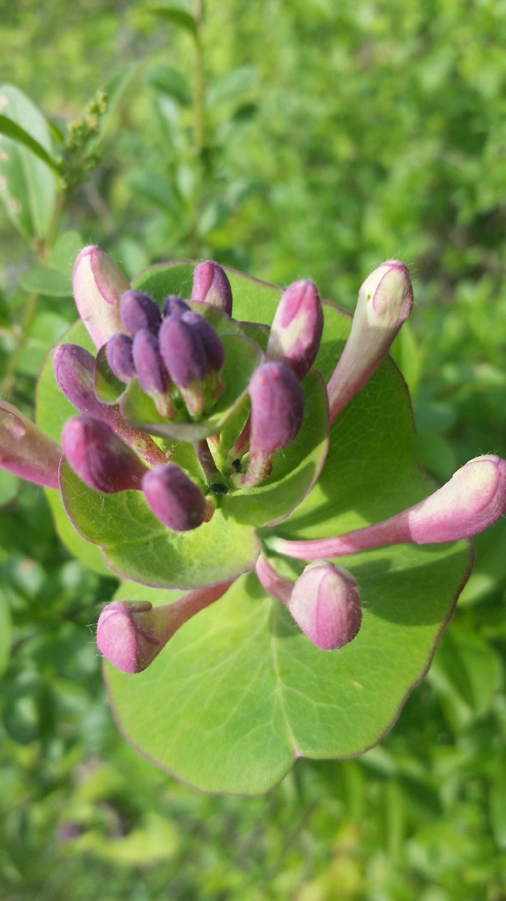 Lonicera sp. (Caprifoliaceae)